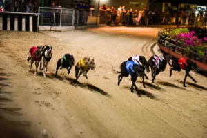 Cách Chơi Game Nhanh Đua Chó 99OK Chi Tiết Và Dễ Hiểu Nhất