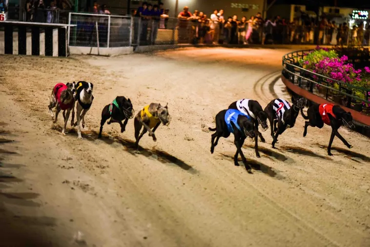 Cách Chơi Game Nhanh Đua Chó 99OK Chi Tiết Và Dễ Hiểu Nhất