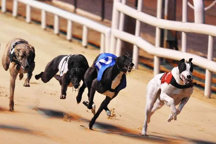 Cách Chơi Game Nhanh Đua Chó 99OK Chi Tiết Và Dễ Hiểu Nhất