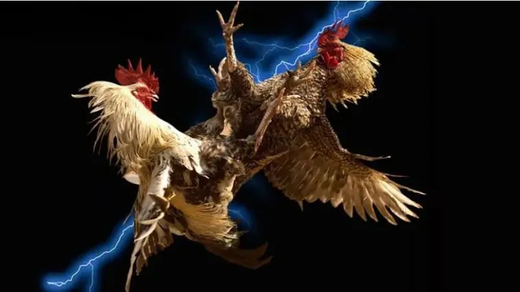 Trải Nghiệm Đá Gà 99OK Sân Chơi Giải Trí Đỉnh Cao Dành Cho Tín Đồ Cá Cược