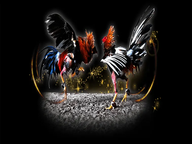 Cách Chơi Đá Gà Sabong 99OK Chi Tiết Và Mẹo Đặt Cược Chính Xác