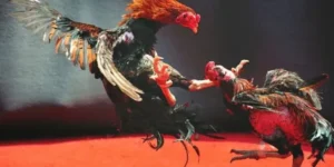 Cách Chơi Đá Gà WS168 99OK Chi Tiết Kèo Cược Và Mẹo Thắng Lớn