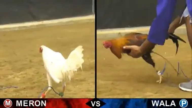 Cách Chơi Đá Gà Sabong 99OK Chi Tiết Và Mẹo Đặt Cược Chính Xác